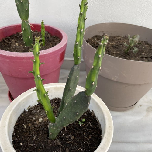 Cactus medium size in pot new