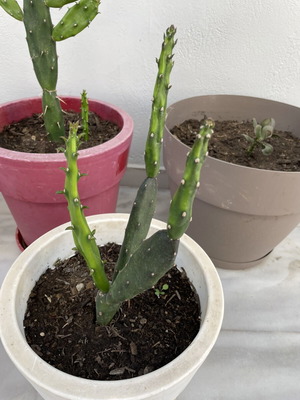 Cactus medium size in pot new