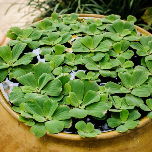 Floating Perennial Aquatic Plant for Aquarium or Pond