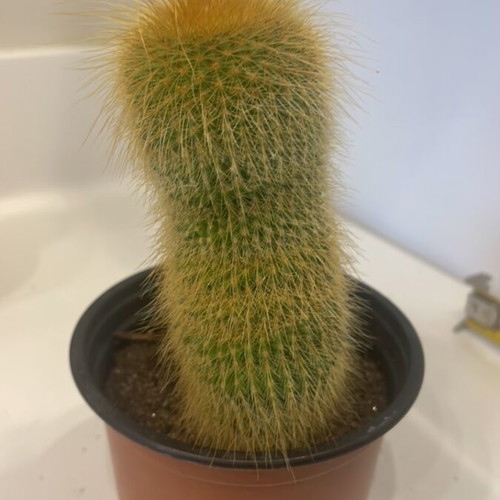 Cleistocactus 12cm height with baby cactus new