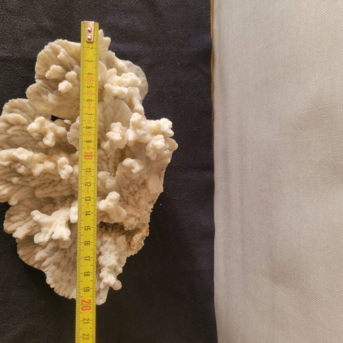 White coral like new