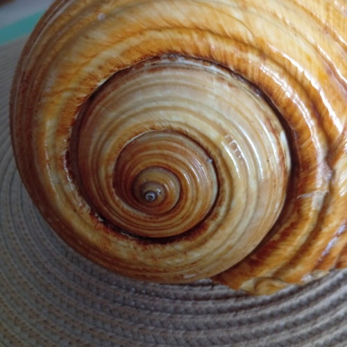 Tonna galea collectible seashell used, 100 years old