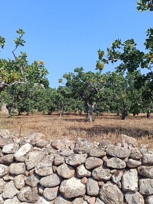 Αίγινα οικόπεδο