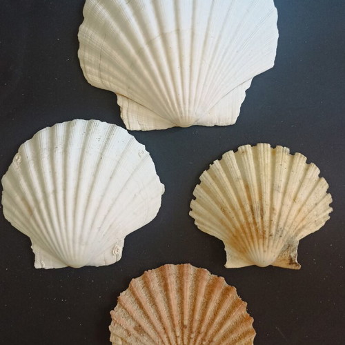 Natural Scallop Shells Set of 4 Like New