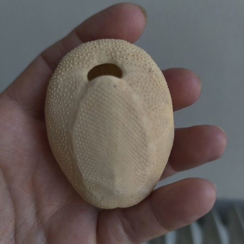 Sea Potato Shell like new, natural decoration