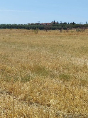 Land 1,816 sqm Halkidiki, Agios Mamas with view and access
