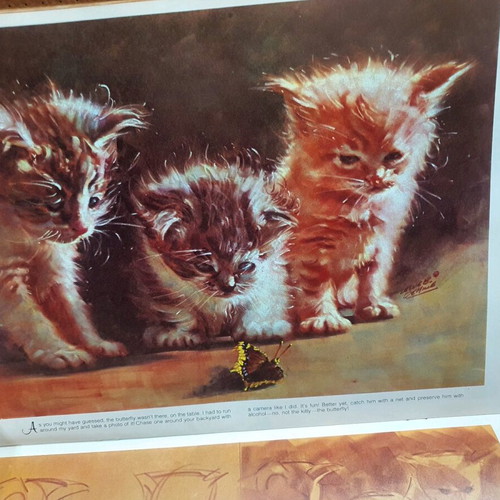 How to Draw Cats and Kittens book used