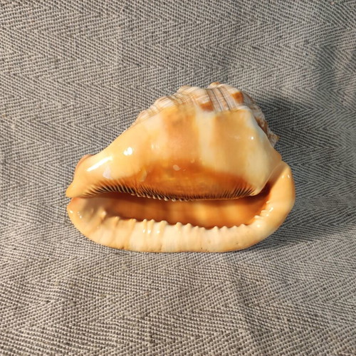 Cypraecassis Rufa shell like new, 15x11x10 cm