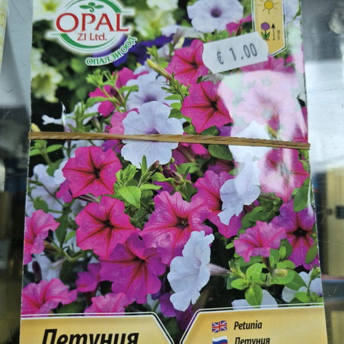 Petunia new seeds with great variety