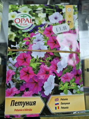 Petunia new seeds with great variety