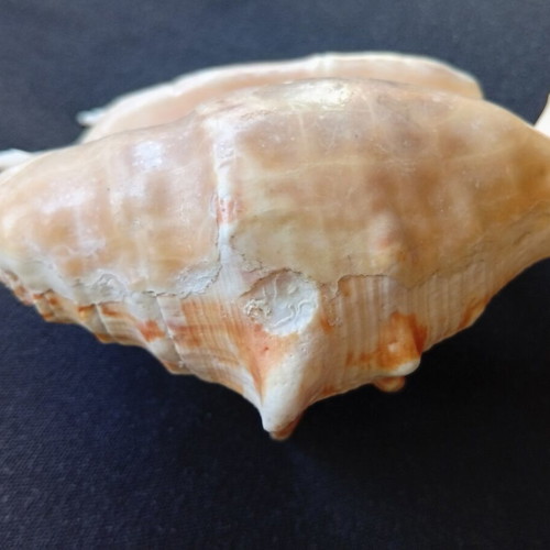 Spider conch shell 14.5 cm