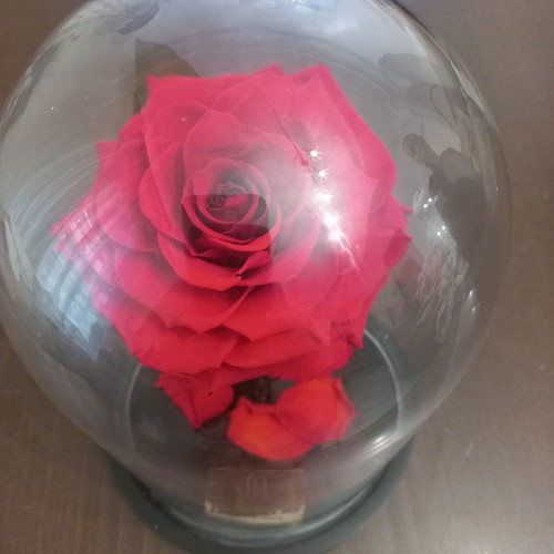 Forever Rose Fiorentino new long-lasting rose
