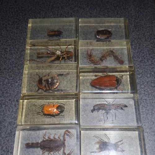 Insect and Arthropod Collection like new, 27 pieces in resin