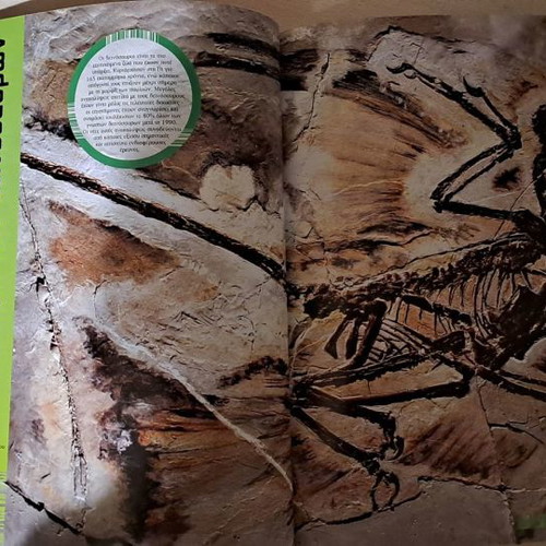 Educational book with dinosaurs like new, hardcover