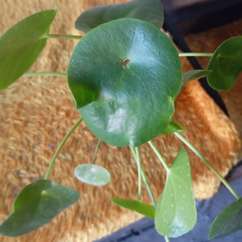 Pilea peperomioides indoor plant like new, Chinese money plant