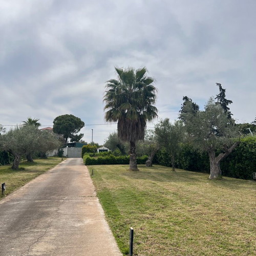 Washingtonia palms like new, 12-13 meters and 10-11 meters