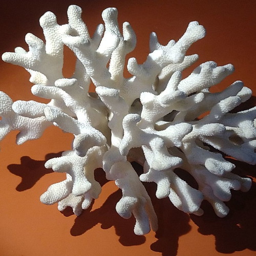 Natural white coral 970gr like new
