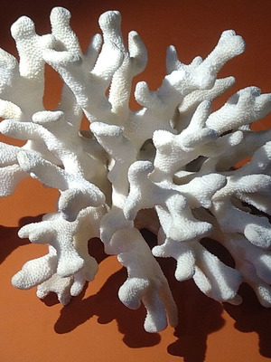 Φυσικό κοράλλι λευκό 970gr κατόπιν παραγγελίας