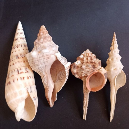 Collectible natural exotic seashells set of 4 pieces like new