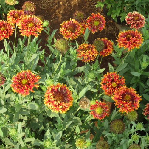 Callistephus Chinensis flower seeds, colorful mix, 25 pcs