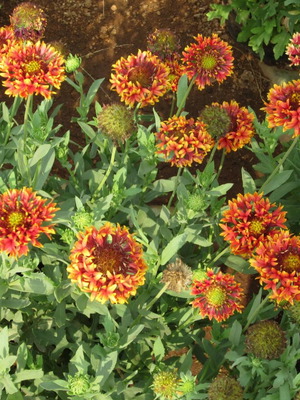 Callistephus Chinensis flower seeds, colorful mix, 25 pcs