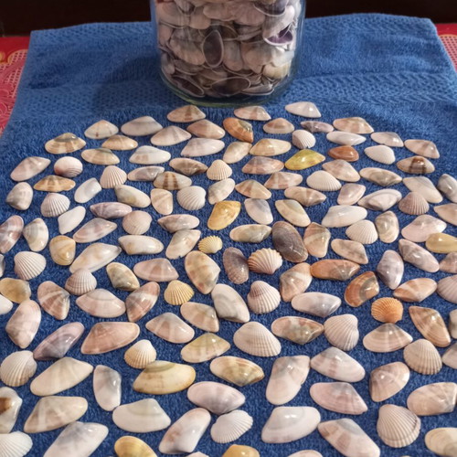 Jar of seashells like new, colorful for crafts and candle making