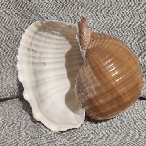 Tonna Galea seashell new