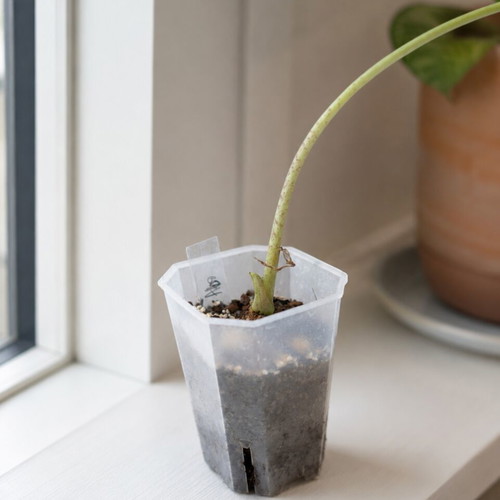 Transparent Hard Flowerpot S 7cm new