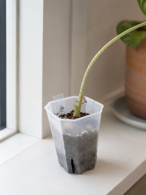 Transparent Hard Flowerpot S 7cm new