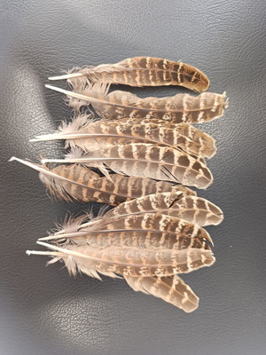 Natural decorative feathers set of 24, 15cm height
