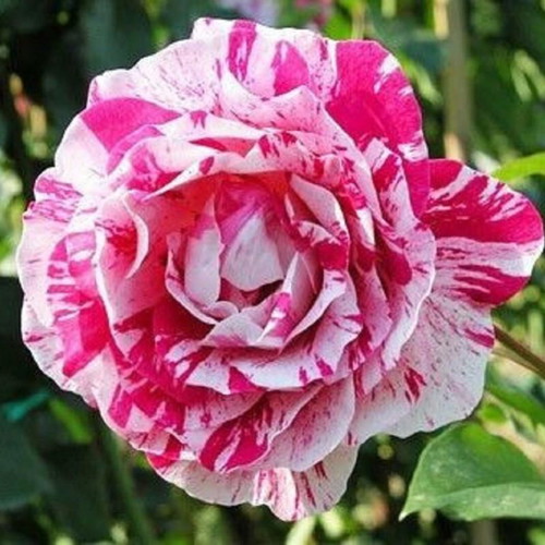 Pink Dragon bicolor rose seeds, pack of 25