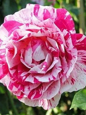 Pink Dragon bicolor rose seeds, pack of 25