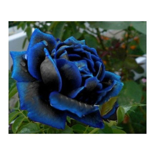 Rare Deep Blue Rose Seeds, pack of 25