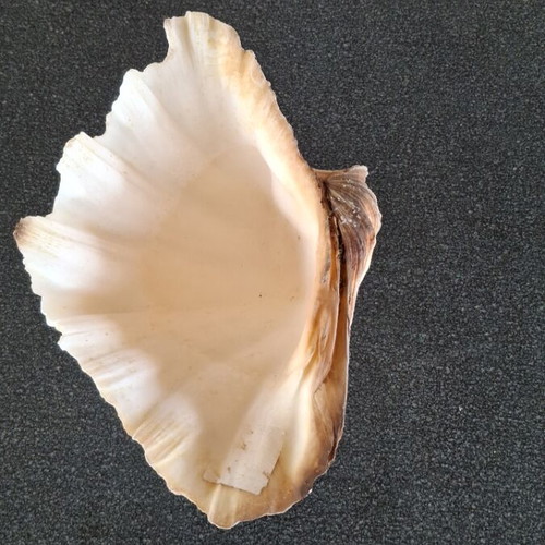 Natural seashells like new, 24 cm length