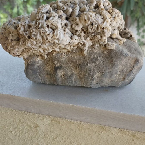 Large Collector's Marine Rock Rapiali 3+ Kg with Ficopomatus Colony
