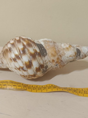 Triton seashell 25 cm used, natural decor