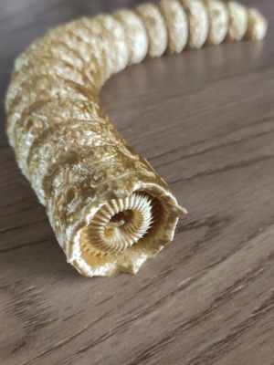 Dune sandworm new 3d printed with full movement freedom, 23 cm length