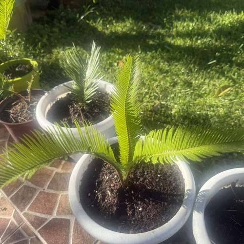 Cycas newborn plant in excellent condition