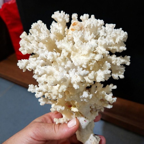 Natural coral in white/ivory for decoration, vintage style