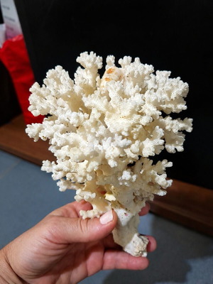 Natural coral in white/ivory for decoration, vintage style