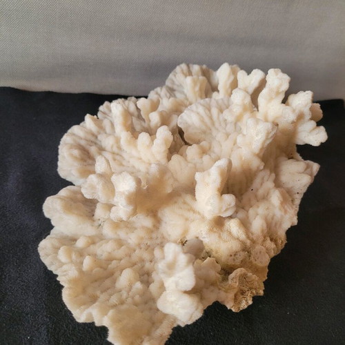 White coral like new