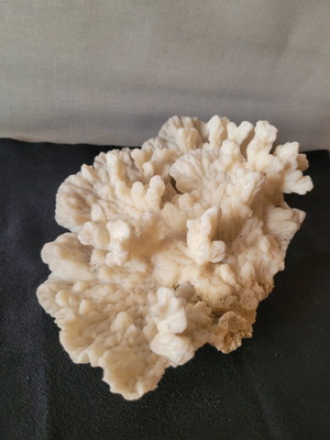 White coral like new