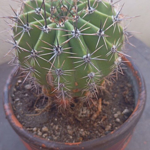 Echinopsis cactus large in hand-painted ceramic pot like new