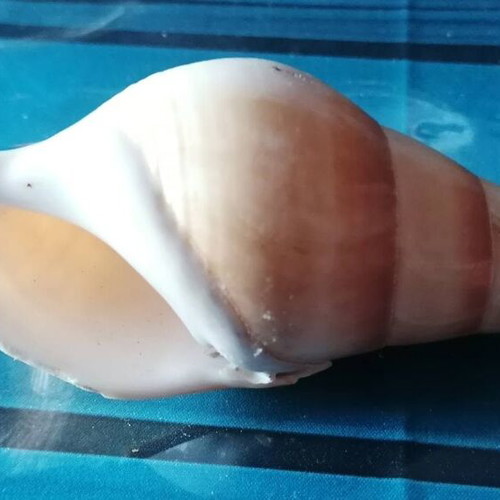 Medium Seashell #2 like new