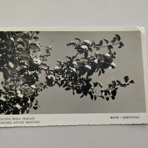 Zagora Apples Renethes Postcard used, photo by Georgoudis