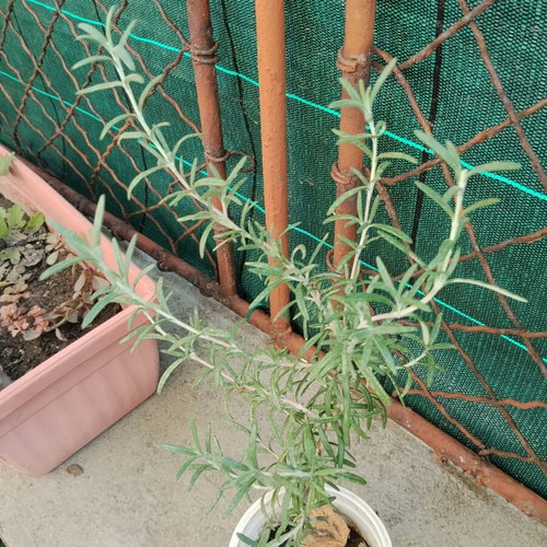 Young rosemary plant Salvia rosmarinus Rosmarinus officinalis