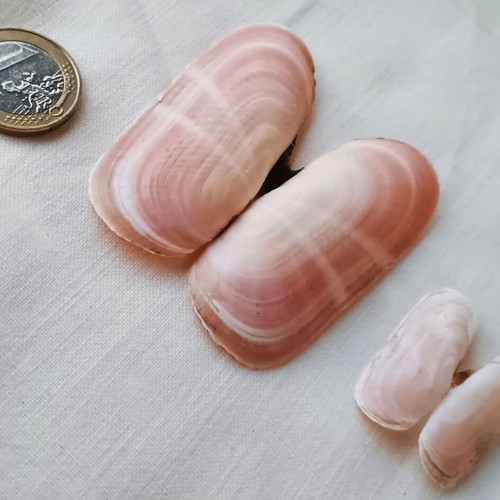 Pholas dactylus shells new, pack of 24 for handmade jewelry