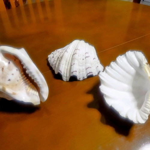 3 Large shells. (1) basil. AUTHENTIC