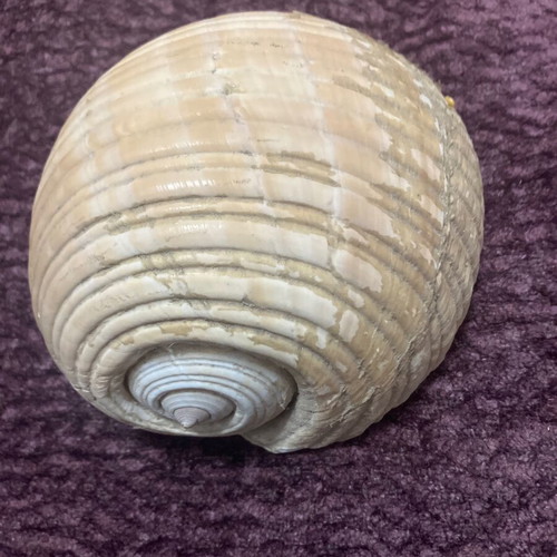 Large shell used, decorative, 15 centimeters
