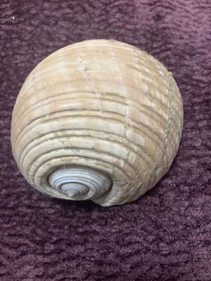 Large shell used, decorative, 15 centimeters